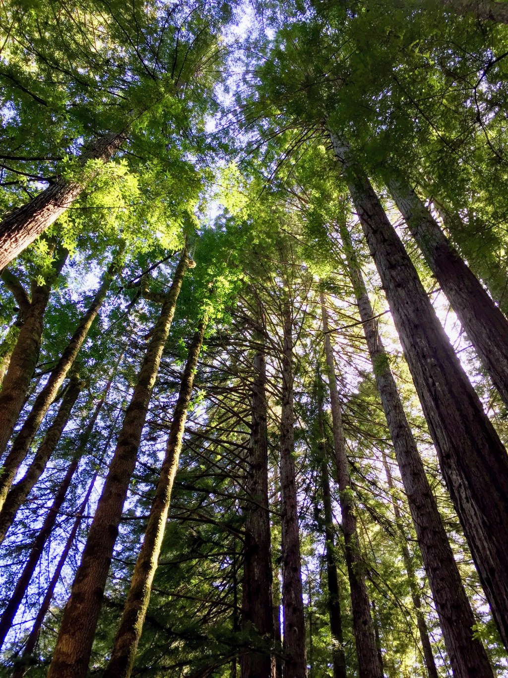 Redwoods National and State Park (PNW Trip – Day&nbsp;2)